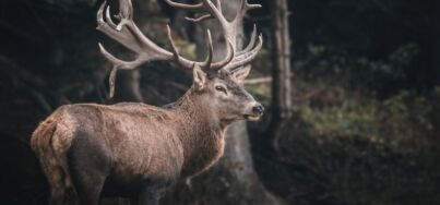 Tips to Help Avoid Hitting a Deer